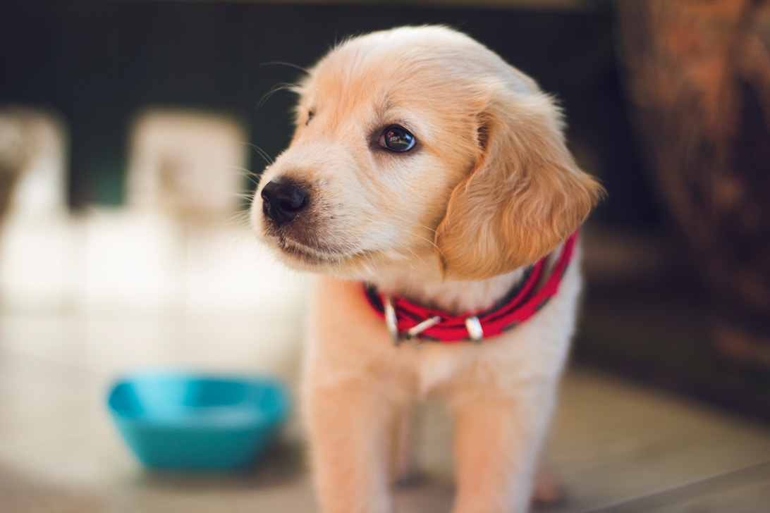 Eating our own Dogfood: Enterprise Grade Integrations for Small Companies Like Us